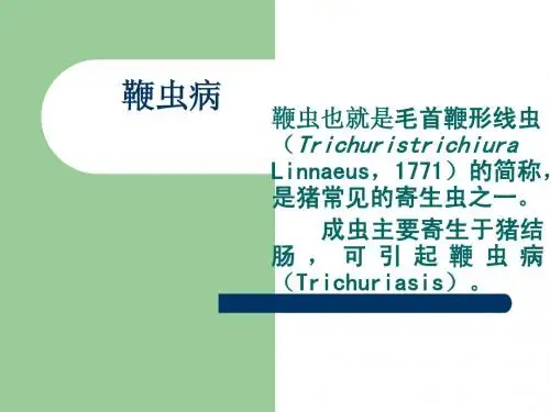 鞭虫病