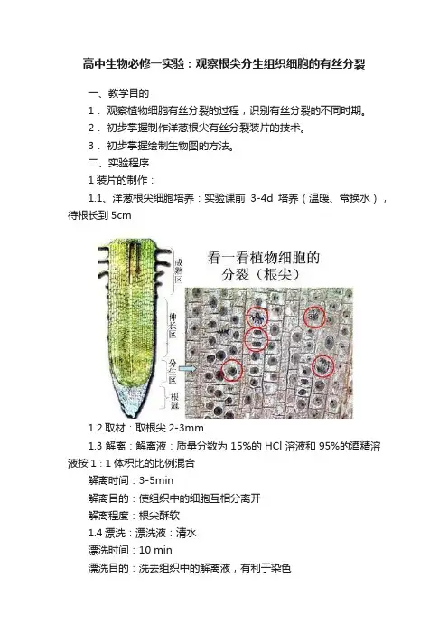 高中生物必修一实验：观察根尖分生组织细胞的有丝分裂