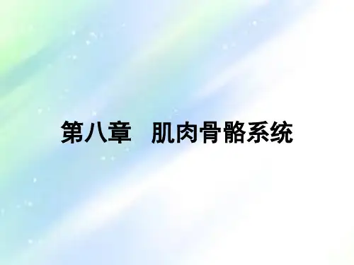 肌肉骨骼疾病超声诊断 PPT