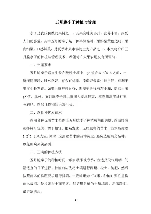 五月脆李子种植与管理