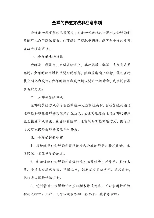 金蝉的养殖方法和注意事项