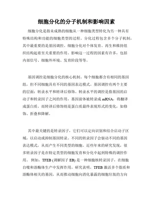 细胞分化的分子机制和影响因素