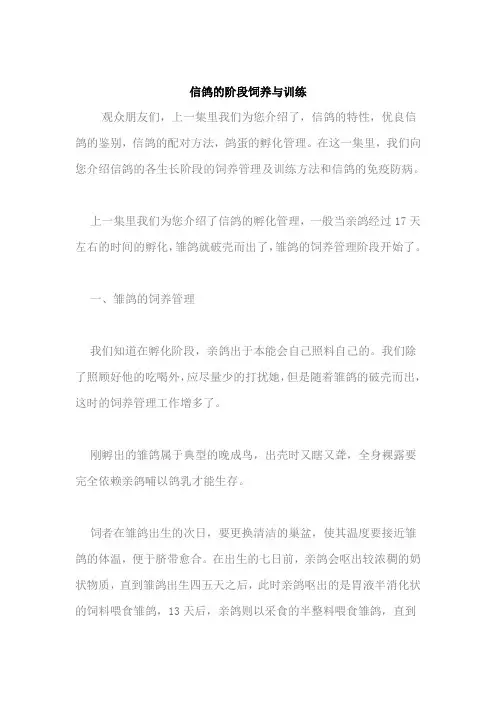 信鸽的阶段饲养与训练