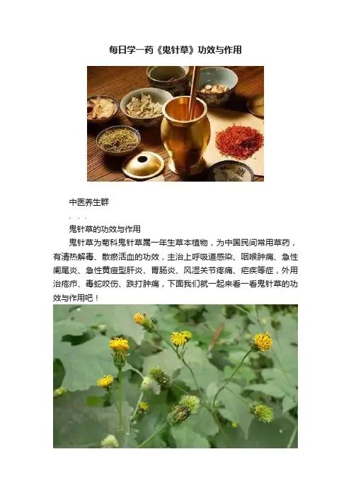 每日学一药《鬼针草》功效与作用