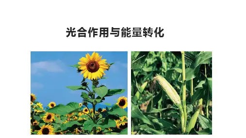 5.4光合作用与能量转化课件高一上学期生物人教版必修(1)
