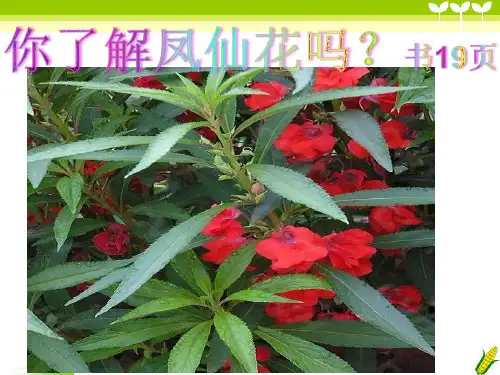 三年级下册科学课件-1.2 种植我们的植物｜教科版 (共27张PPT)