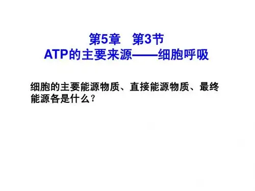 5.3细胞呼吸(一轮复习)