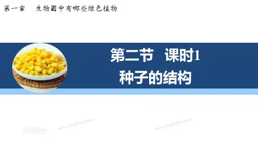 种子的结构ppt课件