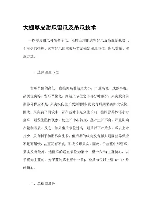 大棚厚皮甜瓜留瓜及吊瓜技术