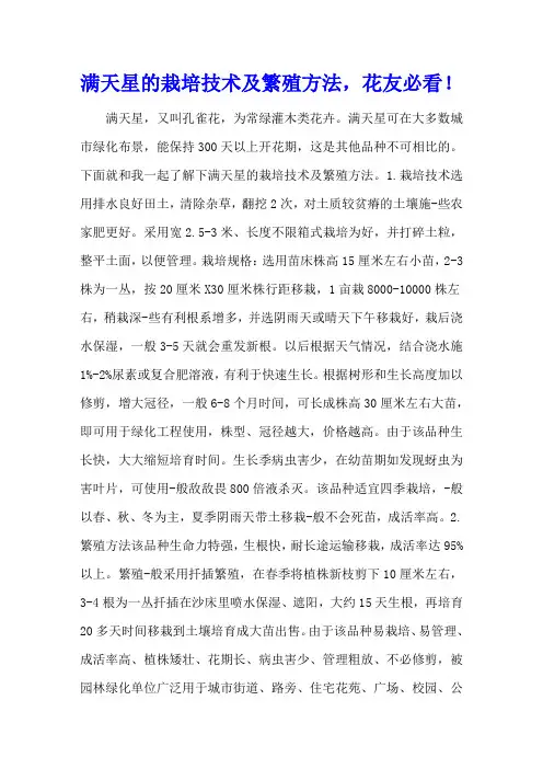 满天星的栽培技术及繁殖方法,花友必看!