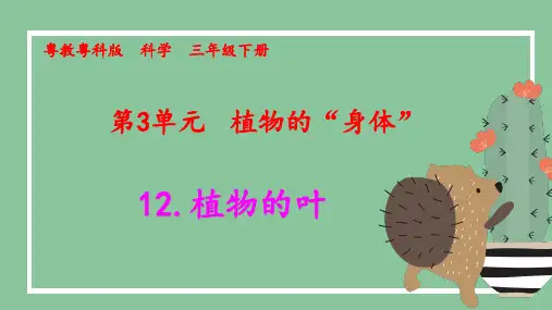 粤教版三年级下册科学12.植物的叶教学课件