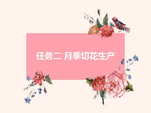 切花生产—月季切花生产