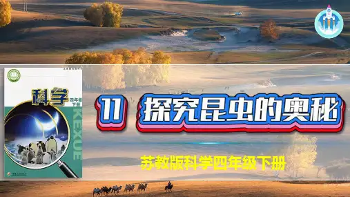 苏教版科学四年级下册11探究昆虫的秘密 课件(共16张PPT)