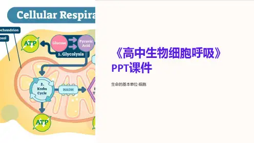 《高中生物细胞呼吸》课件