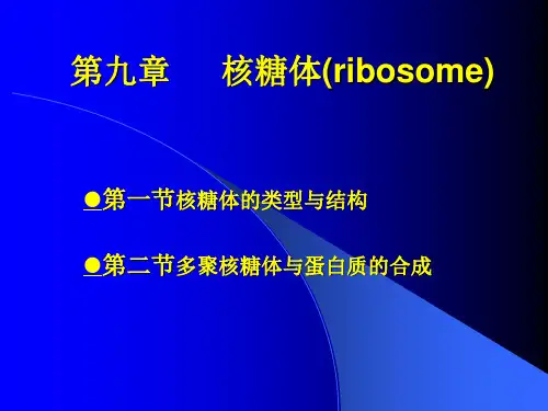 生物化学-核糖体ppt课件