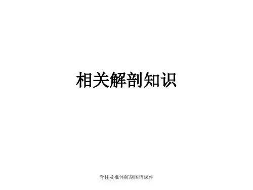 脊柱及椎体解剖图谱课件