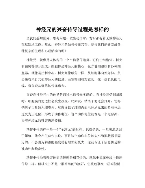 神经元的兴奋传导过程是怎样的