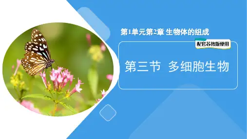 2.4.1  无脊椎动物  课件(共37张PPT)2024-2025学年苏教版生物七年级上册27