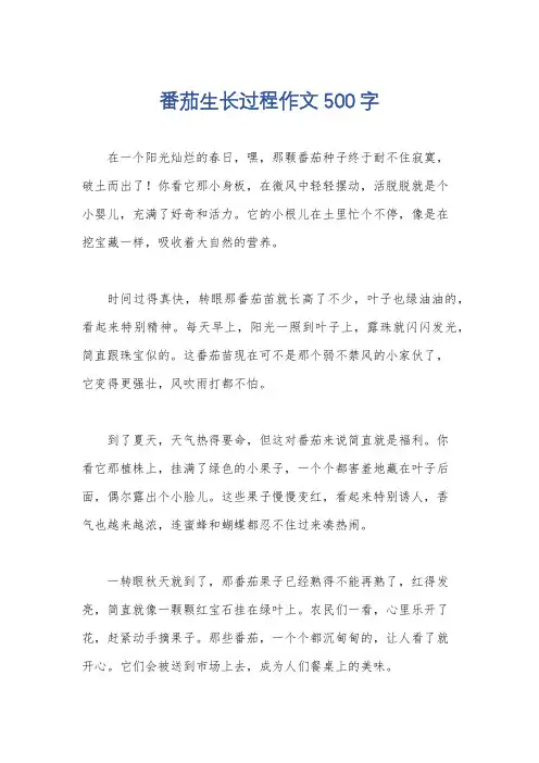 番茄生长过程作文500字