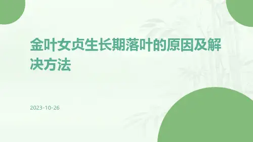 金叶女贞生长期落叶的原因及解决方法