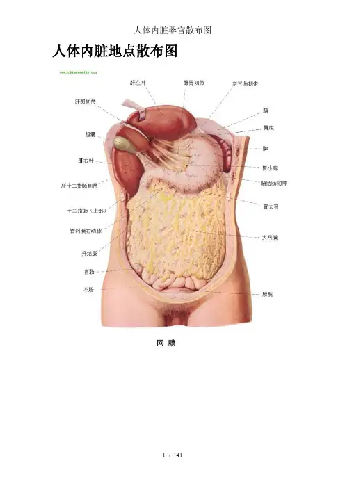 人体内脏器官分布图