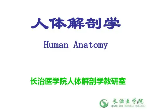 15.3人体解剖学之神经系统 第十五章 周围神经系统 内脏神经 课件 (4)