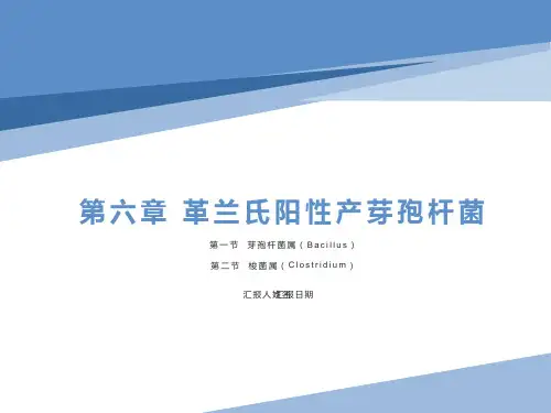 革兰氏阳性产芽孢杆菌