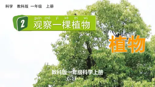 教科版一年级科学上册《观察一棵植物》PPT课件