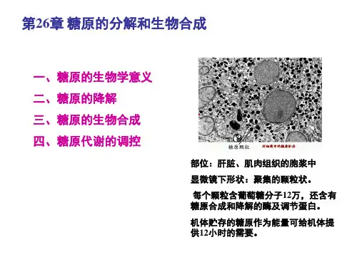 生物化学下册第26章 糖原的分解和生物合成课件PPT