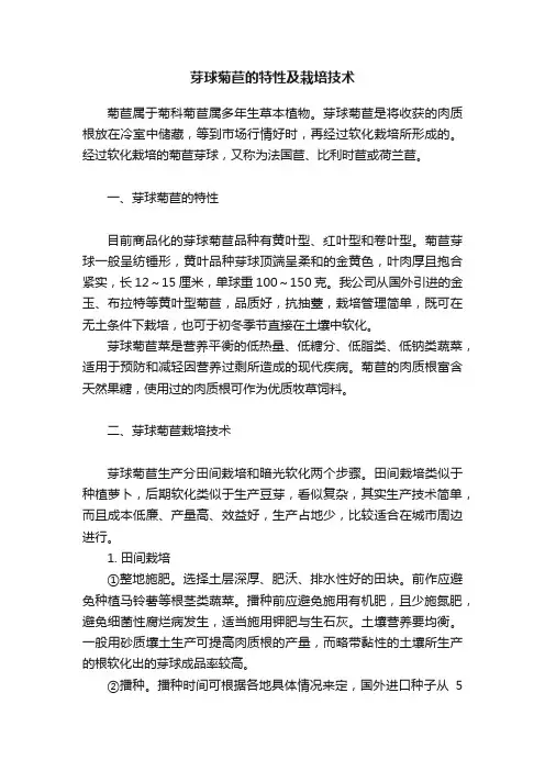芽球菊苣的特性及栽培技术