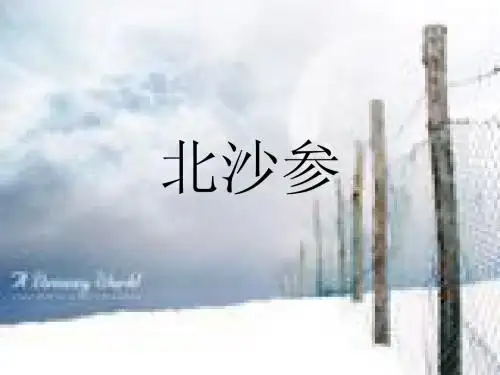 北沙参