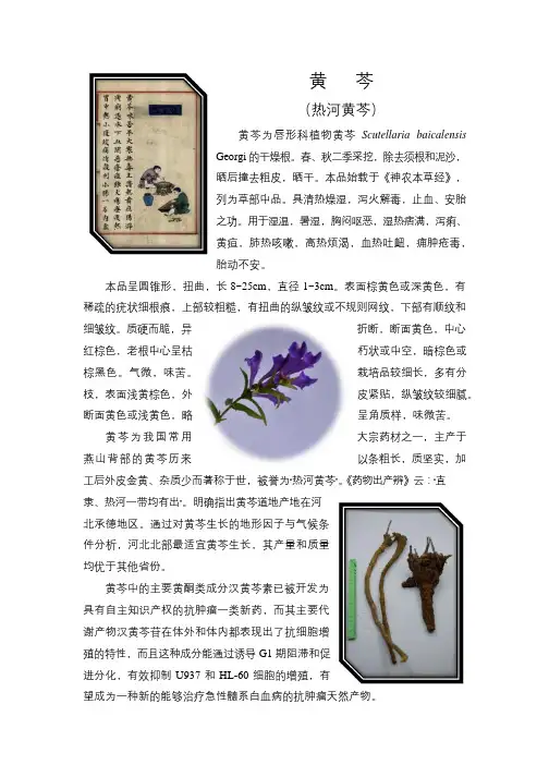 河北道地药材