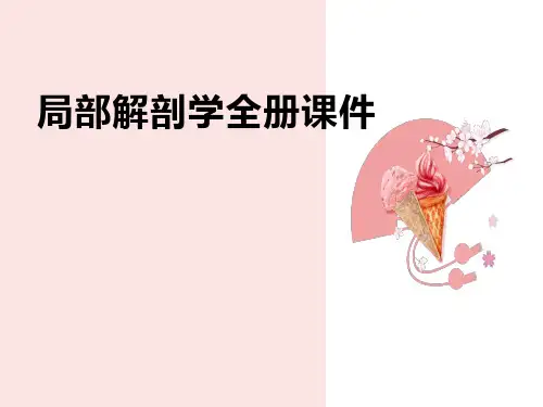局部解剖学全册课件