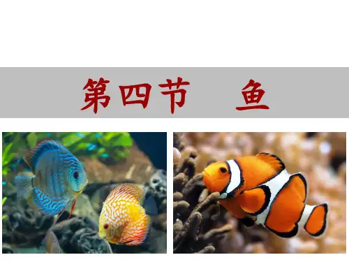 人教版生物八年级上册  第五单元第一章 第四节 鱼 (18张PPT)