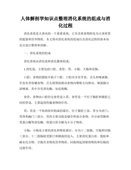 人体解剖学知识点整理消化系统的组成与消化过程