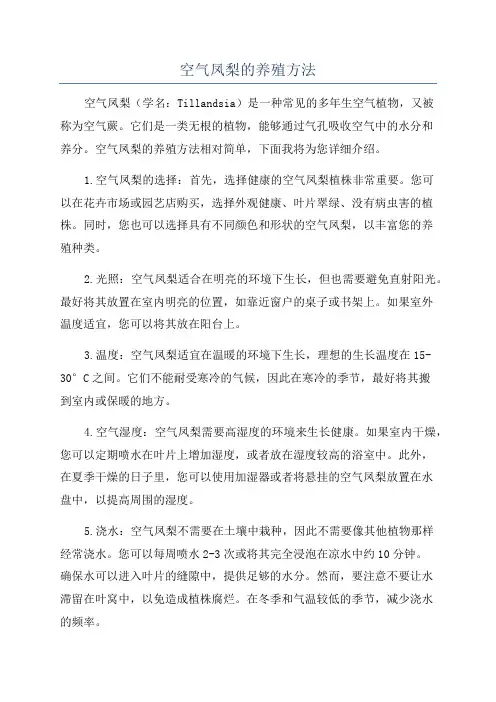 空气凤梨的养殖方法