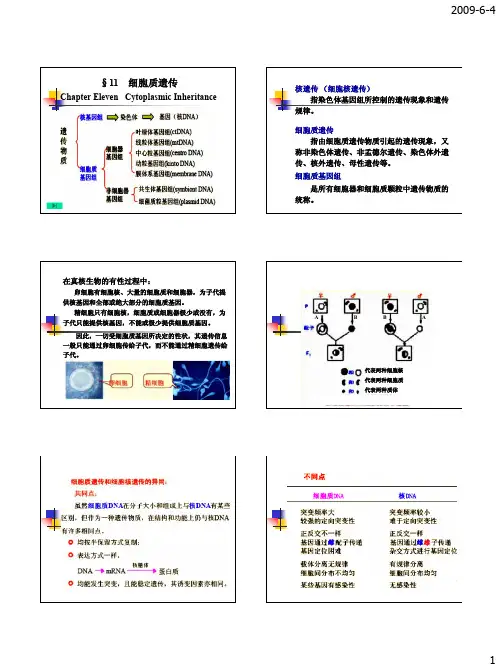 14遗传学第11章-细胞质遗传