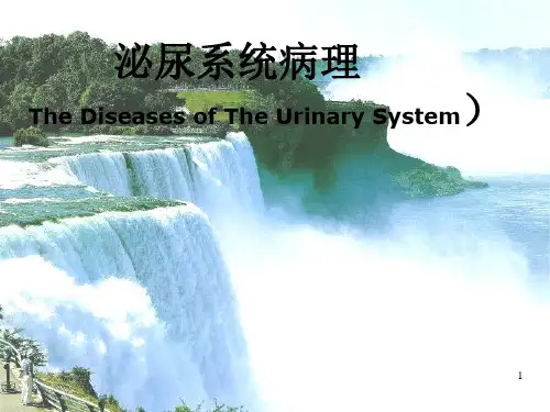 泌尿系统生理ppt课件