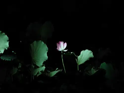 人教版一年级下语文-15-夏夜多美上课用精品PPT课件
