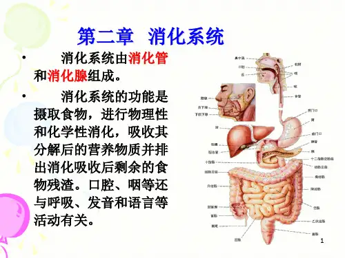 消化系统解剖ppt课件