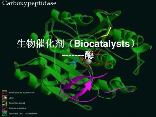 生物催化剂(Biocatalysts