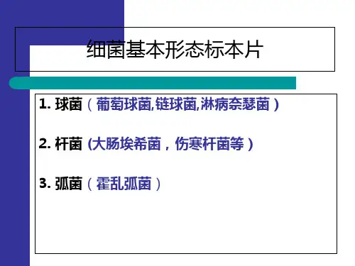 最新显微镜油镜的使用与细菌形态观察-PPT文档
