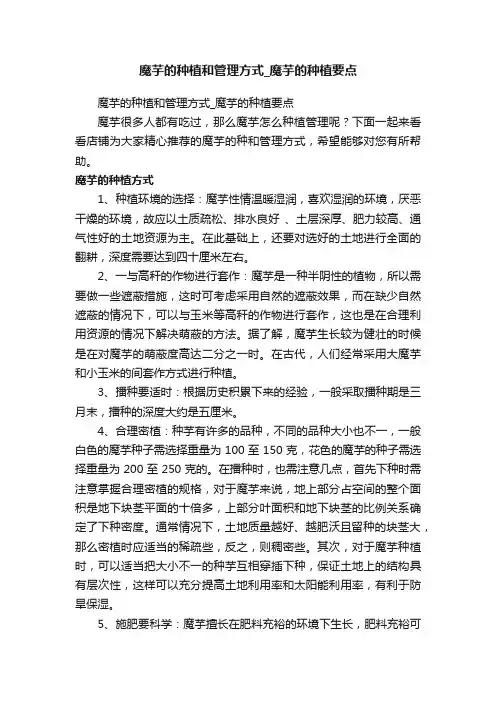 魔芋的种植和管理方式_魔芋的种植要点