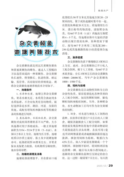 杂交黄颡鱼池塘养殖技术