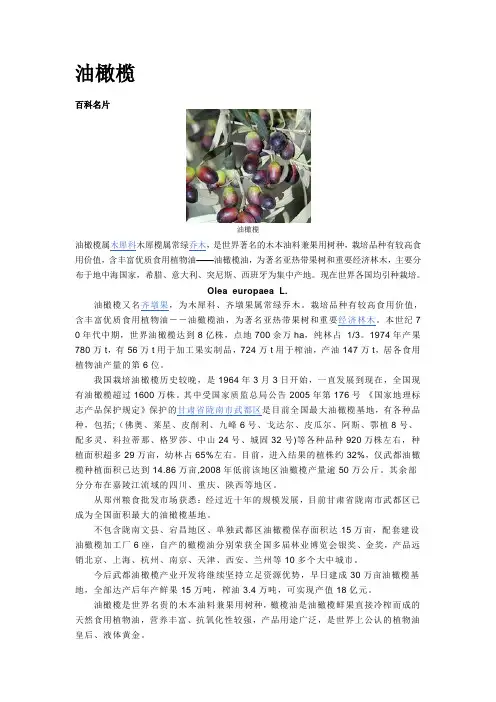 油橄榄