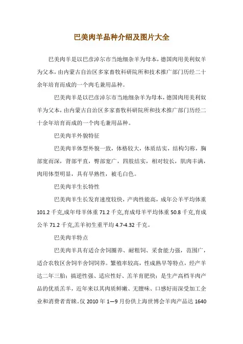 巴美肉羊品种介绍及图片大全