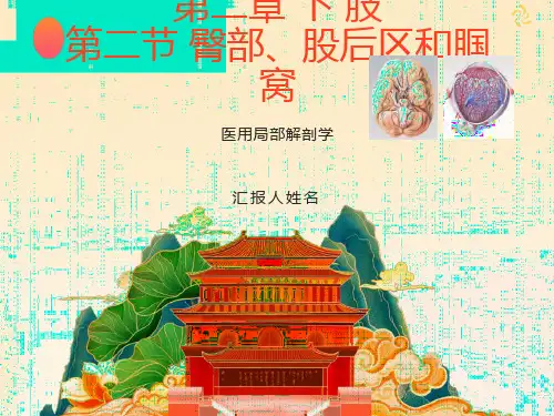 医用局部解剖学-臀部、股后区、腘窝