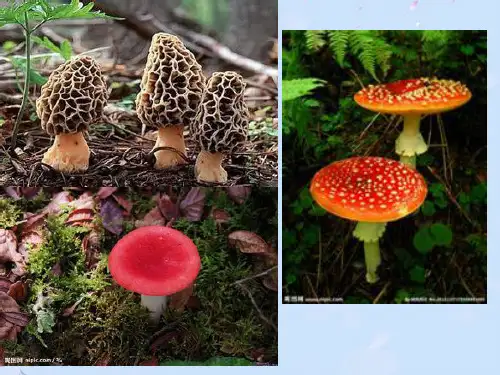 野生菌中毒预防知识(1)正式版PPT文档