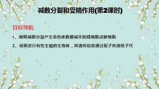 2023届高三高考一轮复习课件++++减数分裂(第二课时)