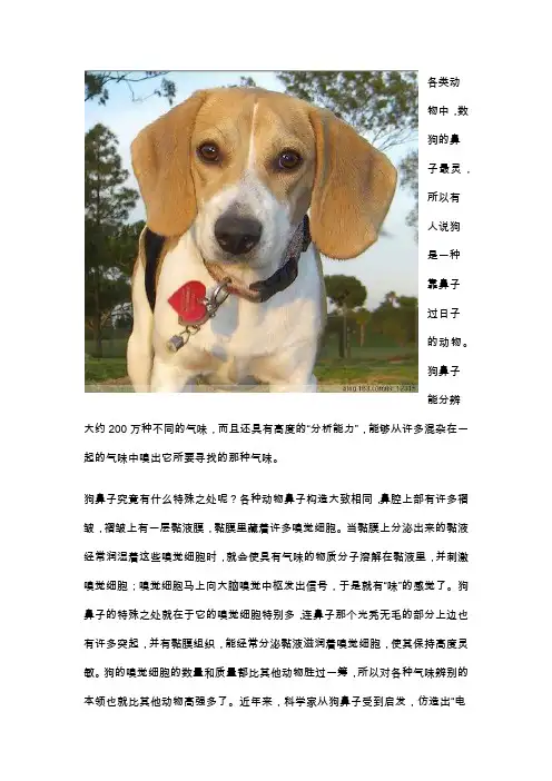 各类动物的鼻子